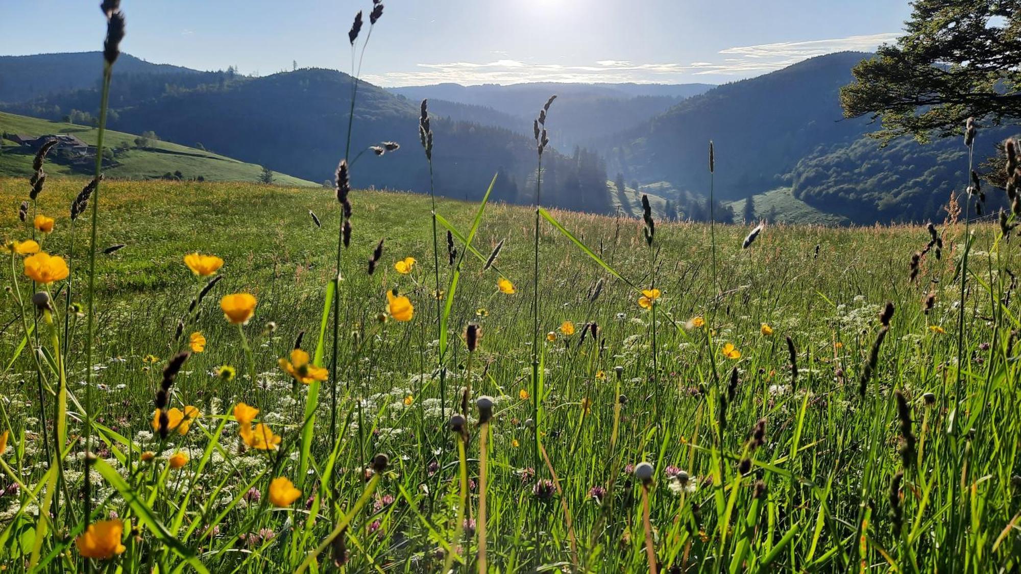 Gruener Baum Naturparkhotel & Schwarzwald-Restaurant تودتناو المظهر الخارجي الصورة